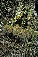 DK2172 Triticum sp..jpg