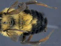 JAMR003 Bombus wilmattae.jpg