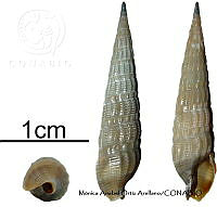 KT014 0858 Terebra brandi.JPG