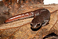 ECA0281 Aquiloeurycea cafetalera.jpg