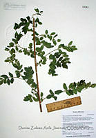 DZAJ019 Rhus terebinthifolia.JPG