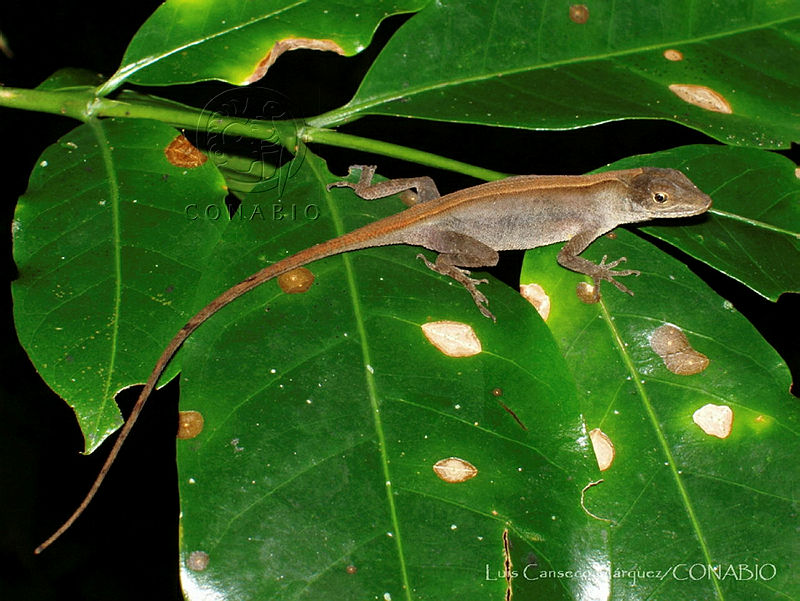 LCM0134%20Anolis%20nebuloides.jpg.iSfz5  1MU1VGUNfQA3g0JtbmFja29CbnFuZ3NAbXJ6LGtwZQA.yzQk4wv7Ea