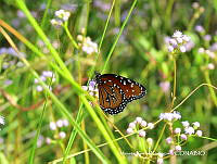 MRR0009 Danaus gilippus.JPG