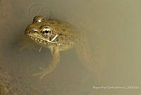 MASM07384 Lithobates spectabilis.jpg