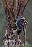 MASM02536 Melanerpes aurifrons.jpg