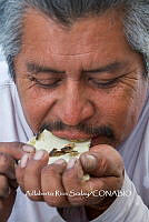 3R00669 Ascra conspersa.jpg