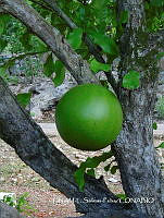 JF078 0228 Crescentia cujete.jpg