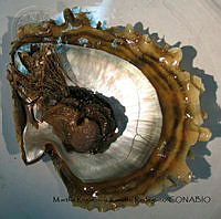 MRyRR288 Pinctada mazatlanica.jpg