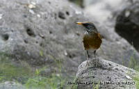 AAKVDH 0515 Turdus rufopalliatus.JPG