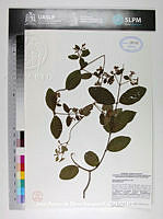JAdNV0307 Heteropterys brachiata.JPG