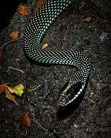 SD02 Drymobius margaritiferus.jpg