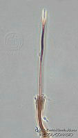 GPHA0108 Menisporopsis theobromae.jpg