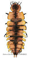 RAA1004 Amphizoa lecontei.jpg