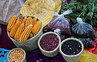 FBA0872 Phaseolus vulgaris y Zea mays.jpg