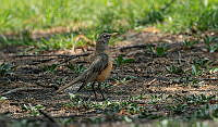 SM0659 Turdus migratorius.jpg