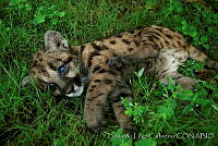 ELC0086 Puma concolor.jpg