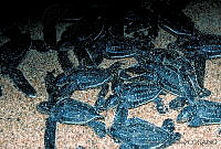 GC0078 Dermochelys coriacea.jpg