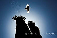 QNGP001 El Pinacate, Sonora.jpg