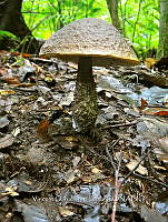 VOL 0013 Strobilomyces strobilaceus.jpg