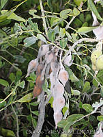 OTV1264 Calia secundiflora.jpg