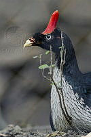 MASM05013 Oreophasis derbianus.jpg