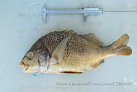 RQTG1374 Anisotremus interruptus.jpg