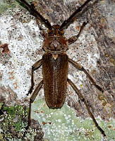 VHTH024 Gnaphalodes trachyderoides.JPG