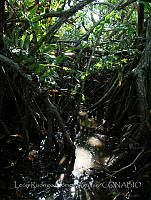 LRGA010 Rhizophora mangle y Acrostichum aureum.jpg