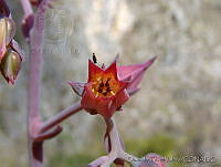 OTV2826 Echeveria sp..jpg