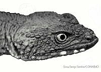 SSS0001 Xenosaurus phalaroanthereon.JPG