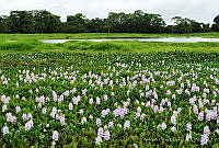 APG001 Eichhornia crassipes.jpg