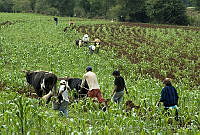 ARS00490 Zea mays.jpg