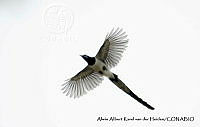 AAKVDH 0408 Cyanocorax colliei.JPG