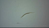 EAMS013 Moniliformidae.jpg