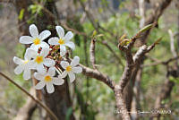 proy JF091 0336 Plumeria rubra.JPG