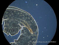 MVG 0659 Uropoda exilis.JPG
