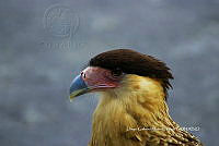 DGML 001 Caracara plancus.jpg