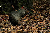 EGP0162 Dasyprocta mexicana.jpg