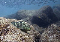CNS1123 Epinephelus labriformis.jpg