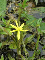 JRBBFM026-114 Heteranthera dubia.jpg