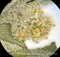 SL2684 Atriplex suberecta.jpg