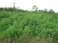 Teocintle 255 Zea perennis.jpg