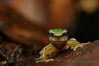 JEPS022 Plectrohyla sagorum.jpg