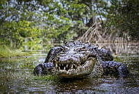 JDBP13 Crocodylus moreletii.jpg