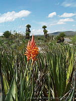 CGVM0416 Spiranthes cinnabarina.jpg