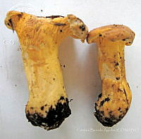 CBA0316 Cantharellus cibarius.JPG