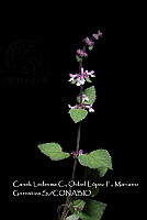 Zoqui 0194 Stachys sp..jpg