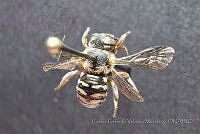 CGVM1180 Dianthidium heterulkei.jpg