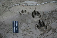 MASM01853 Canis latrans.jpg
