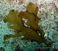CF008 Dictyopteris undulata.jpg